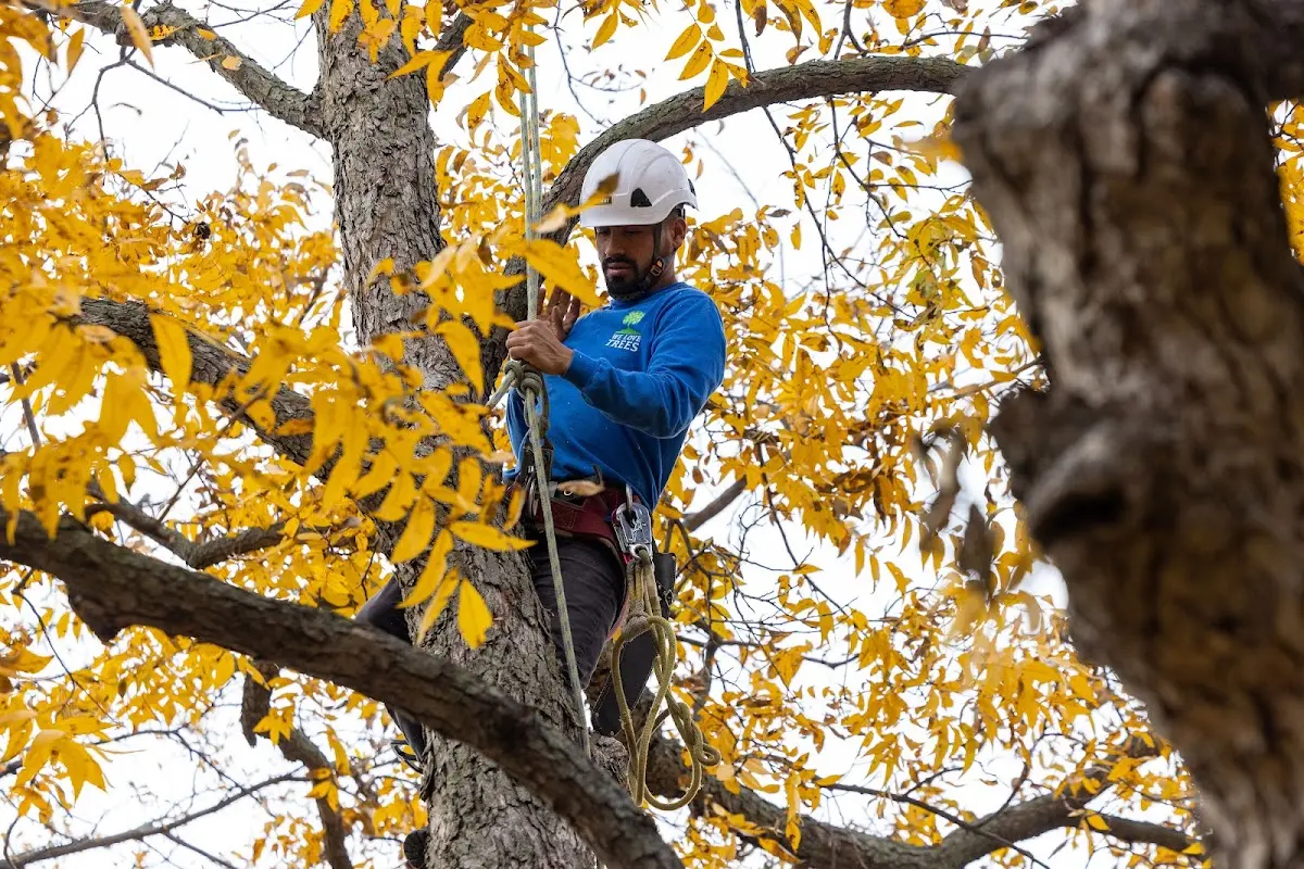 Skilled Tree Trimming crew working in Cameron